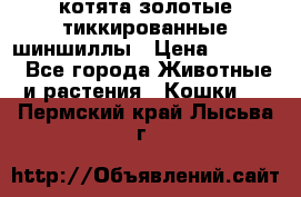 котята золотые тиккированные шиншиллы › Цена ­ 8 000 - Все города Животные и растения » Кошки   . Пермский край,Лысьва г.